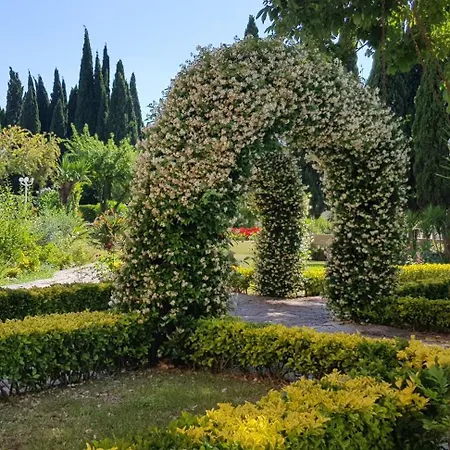 Oasis *